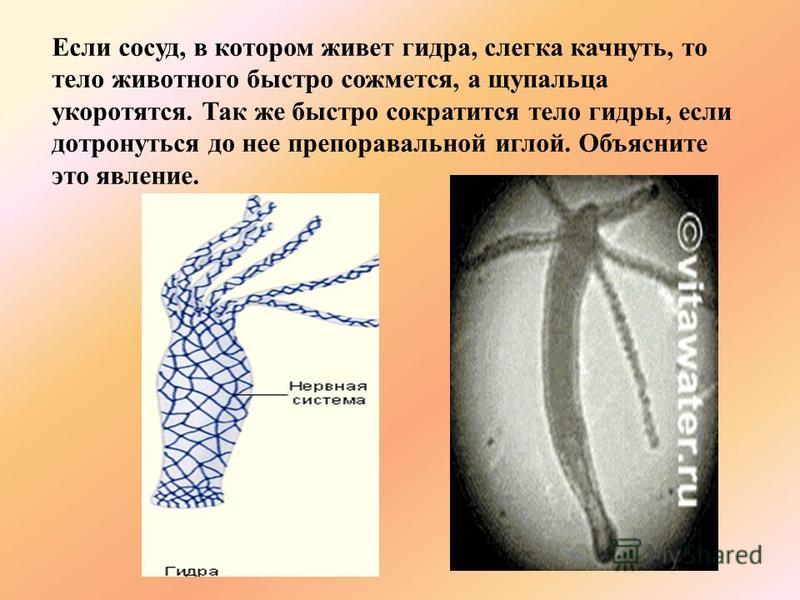 Кракен официальный сайт онион